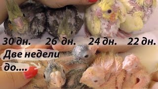 Когда птенцы попугаев покидают гнездо. Подрастающие птенцы попугаев корелл.