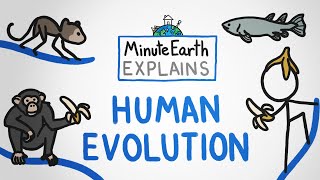 MinuteEarth Explains: Human Evolution