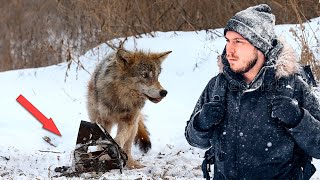 Тощий ВОЛК отчаянно бился в ржавом капкане, как вдруг и леса пришло спасение!