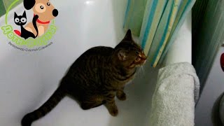 Нужно ли купать кошку? Если да, то как часто купают кошек?