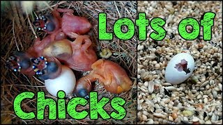 Aviary Birds Update, More Than 10 New Finch CHICKS!!!
