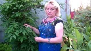 ГЛИЦИНИЯ!!! ПОЧЕМУ НЕ ЦВЕТЕТ ИЛИ КОГДА ЗАЦВЕТЕТ ГЛИЦИНИЯ?!!!! Glycine !!!
