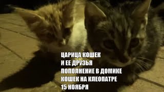 Кошки в Алании Турция 15 ноября Домик кошек на Клеопатре