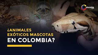 Animales exóticos | Las mascotas raras que tiene los colombianos