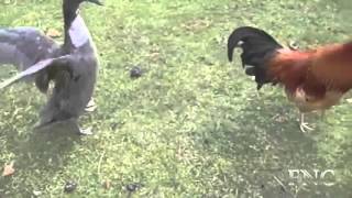 Animal Mating With Other Animals