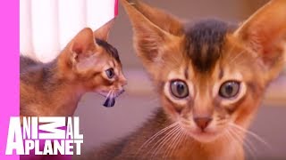 Abyssinian Remy Steals the Spotlight | Too Cute!
