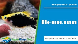 Пецилии ?