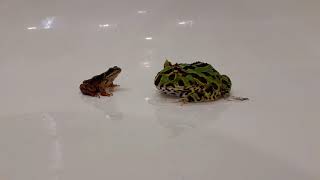 Ceratophrys/Pacman frog eating a frog/Рогатая лягушка ест лягушку/角蛙覓食/Pacman 蛙/개구리 eating a frog.