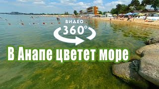 Цветущее море в Анапе 2018 — Видео 360 градусов