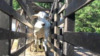 Ganado Brahman de Flores Villar