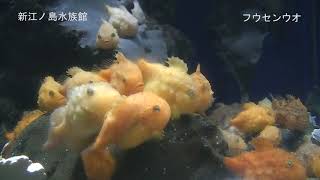 フウセンウオ（えのすい）新江ノ島水族館　2019/9/25