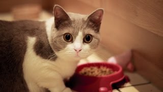 КОШАЧИЙ КОРМ УБИВАЕТ ВАШУ КОШКУ