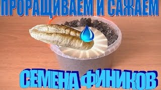 ПРОРАЩИВАЕМ ФИНИКОВУЮ ПАЛЬМУ ИЗ КОСТОЧКИ