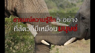 อารมณ์ความรู้สึก 5อย่าง ที่สัตว์ก็มีเหมือนมนุษย์