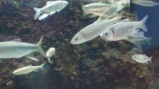 森の中の水族館
