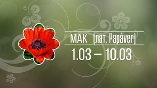 Мак 1-10.03 ✿ Цветочный гороскоп