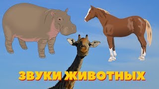 КАК ГОВОРЯТ ЖИВОТНЫЕ: Носорог, Корова, Лошадь, Овечка, Слон, Крокодил, Жираф, Енот и Панда