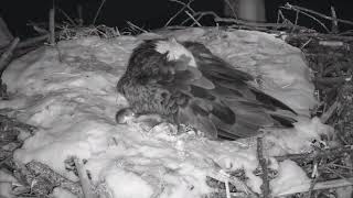 Decorah Eagles~N2B-Brave Mouse-Stealing Mom's Squirrel Leftovers_3.3.19