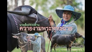 Ep.68 รวมพ่อพันธุ์ควายงามดาวรุ่ง ควายงามพระพุทธฉาย ควายงามพันธุกรรมดี สระบุรี