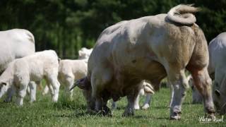 Vaches Charolaise Blonde d'Aquitaine Limousine  Parthenaise  Rouge des Près Bovin Bétail