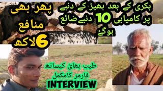 How to start sheep farming business in pakistan!Kajla chatra sale business!Dumba meat production