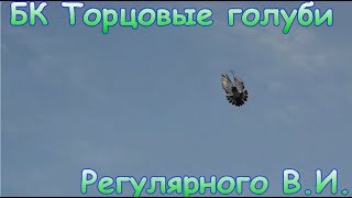 Голуби. БК торцовые голуби Регулярного Василия Ильича март 2018