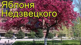 Яблоня недзвецкого (Яблоня). Краткий обзор, описание характеристик, где купить, саженцы