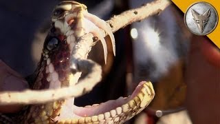 Insane Fangs of the Eastern Diamondback Rattlesnake!