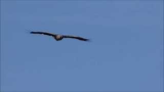 Sea Eagle - Loch Na Keal