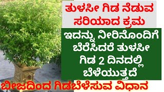 ತುಳಸಿ ಗಿಡ ದಟ್ಟವಾಗಿ ಬೆಳೆಸುವ  ವಿಧಾನ | How to grow Tulasi Plant from Tulasi Seeds? | Cocktail Spray