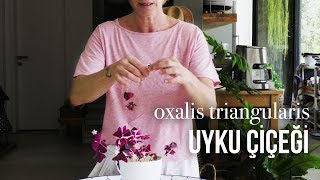Oxalis triangularis / Süs Yoncası - Nasıl Çoğaltılır? - Labofem
