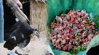 Find duck by spear in forest - Cooking duck salad eating show - Survival Time