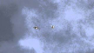 Николаевские Голуби Никулина Nikolaevskie Pigeons Part 12