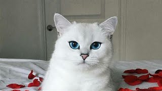 GERÇEK KEDİ SESİ , KEDİ ÇILDIRDI, ORJİNAL KEDİ SESİ, cat meow sound Cat meow voice / Paranoyak