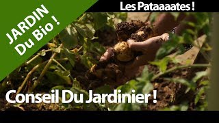 La Patate, Pomme de terre Jardin Bio ? Culture santé et vitamines !