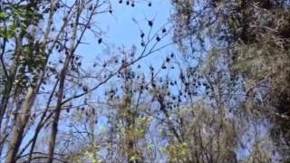 Megabats, flying-foxes, fruit bats, after the hail storm, Mt Ommaney Queensland