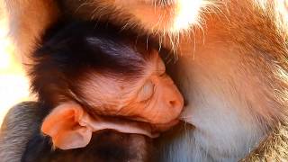 Asian Newborn Baby Monkeys Sleeping So Long! Nursing Mother April!