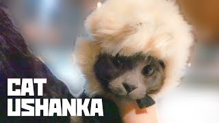 How to hat your cat - Life of Artyom