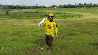 Kakatua Triton Galerita Cockatoo Free flight flying Indonesian parrot lovers jambul kuning