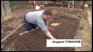 Моя дача с Андреем Тумановым: посадка лука