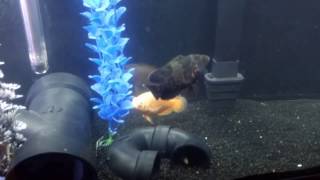 Oscar tank, zig zag eels, pleco... 60 gallon aquarium