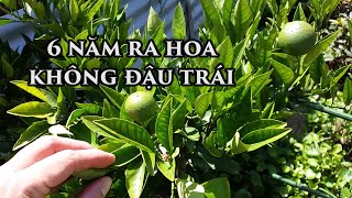Cây Rụng Hoa - Không Trái - Giải Pháp - Toan Trinh