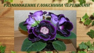 Размножение глоксинии черенками