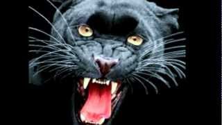 SAMBA ROCK INSTRUMENTAL