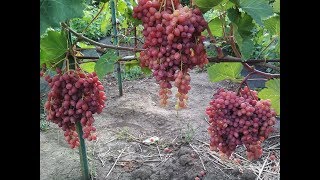 Виноградник Дашевских 2018 ч.2 (ранние сорта винограда)