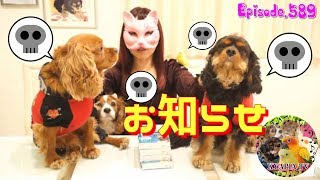 【お知らせ】仮面系YouTuberで大切な物のご報告589 Cavalier King Charles Spaniel