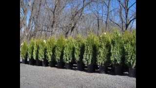 Allentown Pa Emerald Greens 3-4 ft Potted and B&B add on Craigslist 2013 Prices