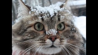 Суровые сибирские коты играют в снегу