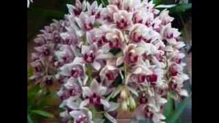 Orchid Cymbidium