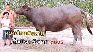 ควายไทยเงินล้านตอน2 เสี่ยเบิร์ด ชัยนาท 088-9053449 คอกควายคุณานนท์ ควายงาม Vlog EP276 | เต๋อพาเที่ยว